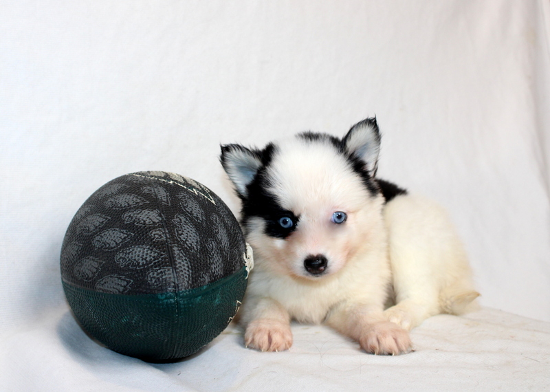 puppy, for, sale, Pomsky, Matthew B. Stoltzfus, dog, breeder, Gap, PA, dog-breeder, puppy-for-sale, forsale, nearby, find, puppyfind, locator, puppylocator, aca